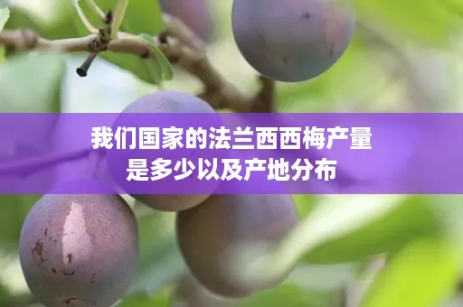 我们国家的法兰西西梅产量是多少以及产地分布