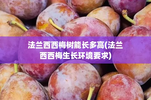 法兰西西梅树能长多高(法兰西西梅生长环境要求)