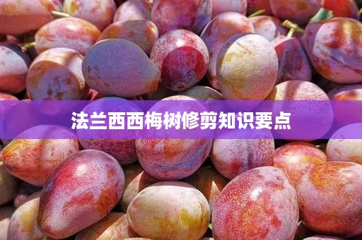 法兰西西梅树修剪知识要点