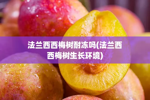 法兰西西梅树耐冻吗(法兰西西梅树生长环境)