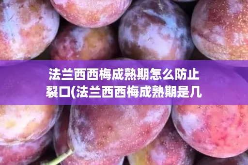 法兰西西梅成熟期怎么防止裂口(法兰西西梅成熟期是几月)