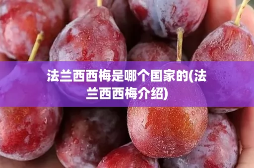 法兰西西梅是哪个国家的(法兰西西梅介绍)