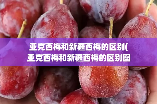 亚克西梅和新疆西梅的区别(亚克西梅和新疆西梅的区别图片)