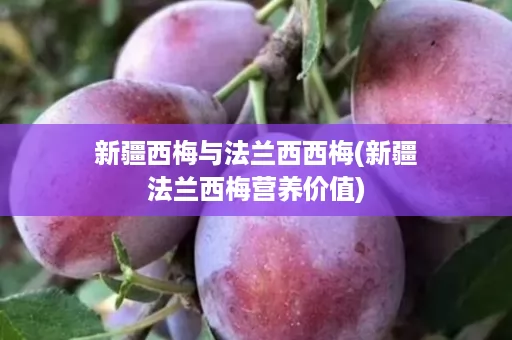 新疆西梅与法兰西西梅(新疆法兰西梅营养价值)