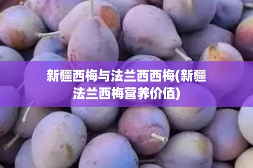 新疆西梅与法兰西西梅(新疆法兰西梅营养价值)