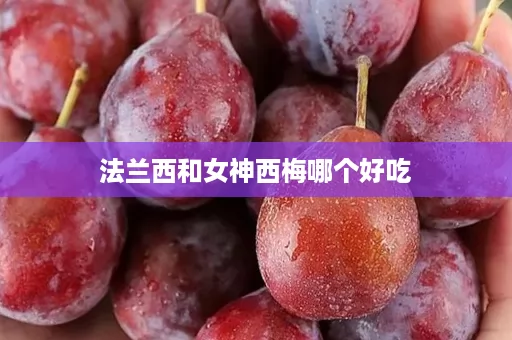 法兰西和女神西梅哪个好吃