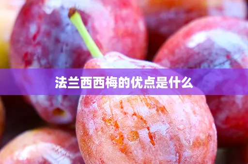 法兰西西梅的优点是什么