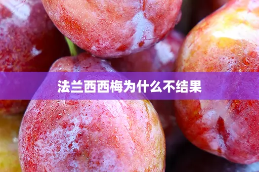 法兰西西梅为什么不结果
