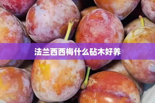 法兰西西梅什么砧木好养