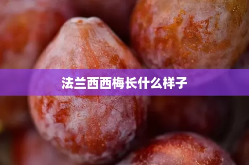 法兰西西梅长什么样子