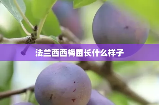 法兰西西梅苗长什么样子