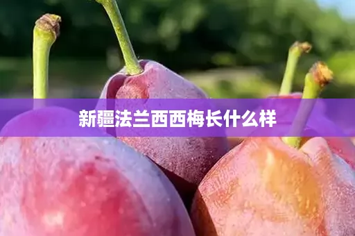 新疆法兰西西梅长什么样