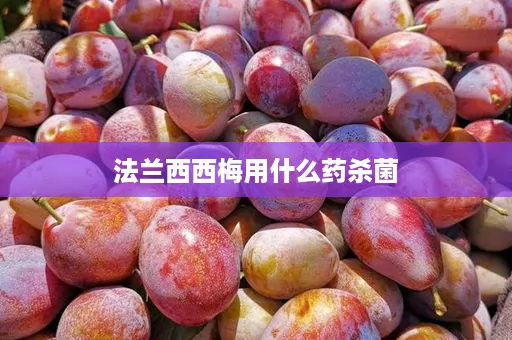法兰西西梅用什么药杀菌