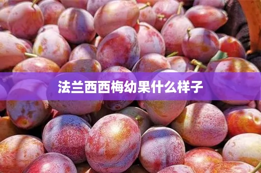 法兰西西梅幼果什么样子