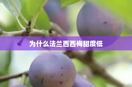 为什么法兰西西梅甜度低