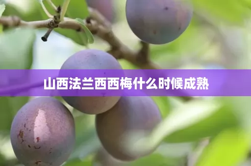 山西法兰西西梅什么时候成熟