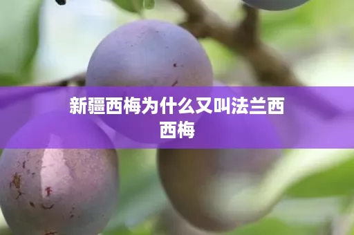 新疆西梅为什么又叫法兰西西梅