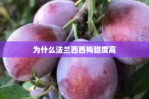 为什么法兰西西梅甜度高