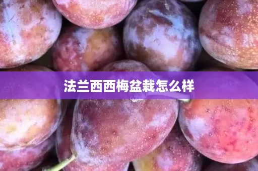 法兰西西梅盆栽怎么样