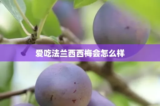爱吃法兰西西梅会怎么样