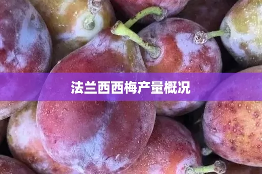 法兰西西梅产量概况