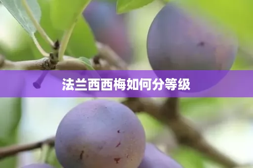 法兰西西梅如何分等级