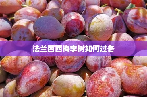 法兰西西梅李树如何过冬