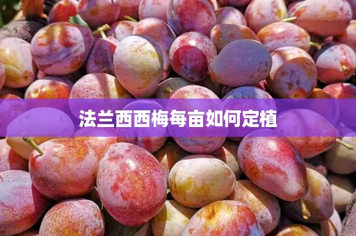 法兰西西梅每亩如何定植