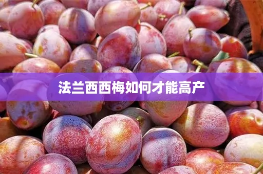法兰西西梅如何才能高产