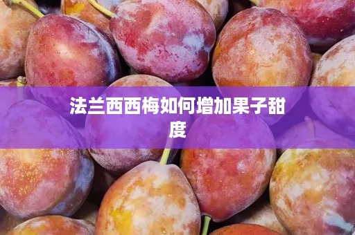 法兰西西梅如何增加果子甜度