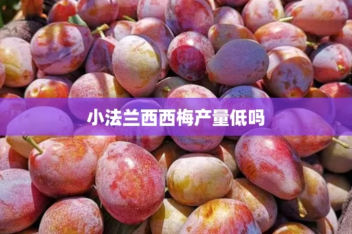 小法兰西西梅产量低吗