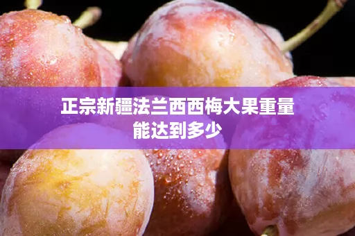 正宗新疆法兰西西梅大果重量能达到多少