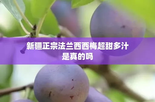新疆正宗法兰西西梅超甜多汁是真的吗