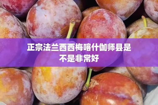 正宗法兰西西梅喀什伽师县是不是非常好