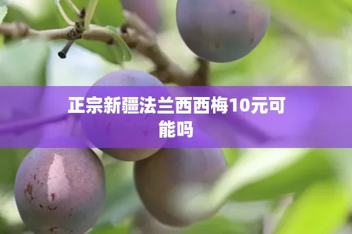 正宗新疆法兰西西梅10元可能吗