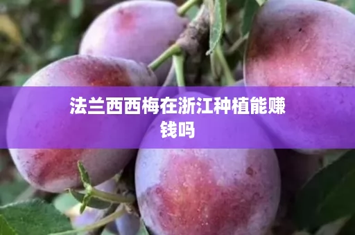 法兰西西梅在浙江种植能赚钱吗