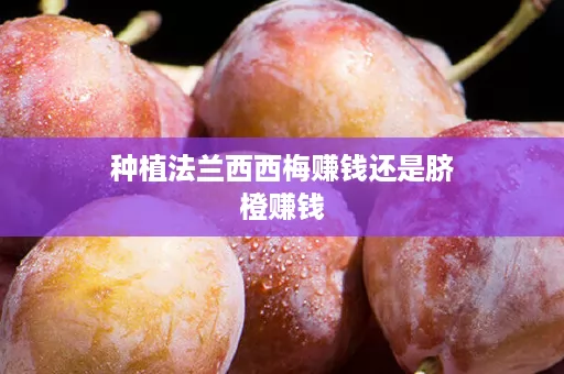 种植法兰西西梅赚钱还是脐橙赚钱