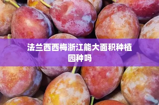 法兰西西梅浙江能大面积种植园种吗
