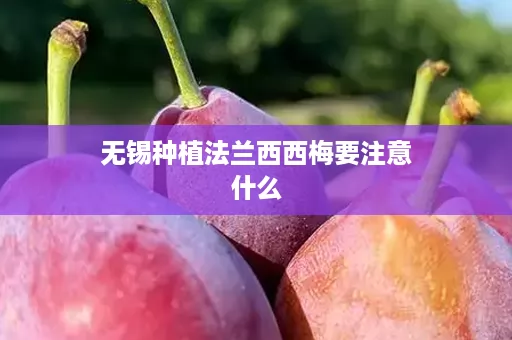 无锡种植法兰西西梅要注意什么