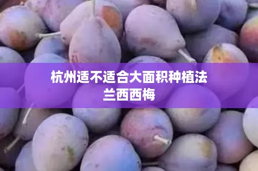 杭州适不适合大面积种植法兰西西梅
