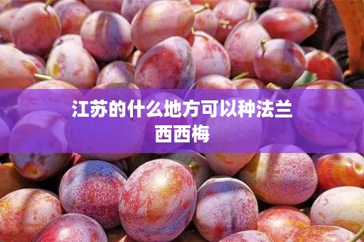 江苏的什么地方可以种法兰西西梅
