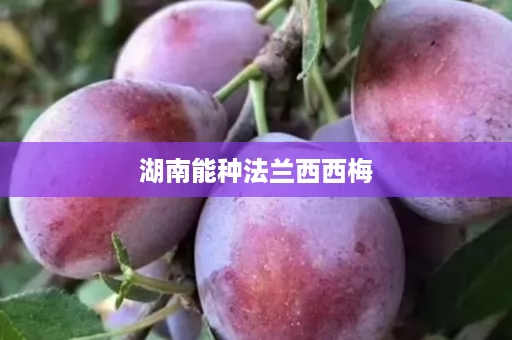 湖南能种法兰西西梅