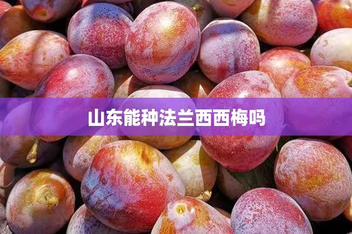 山东能种法兰西西梅吗