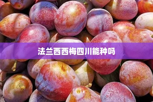法兰西西梅四川能种吗