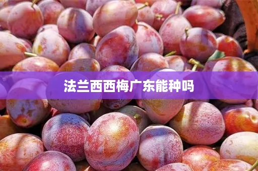 法兰西西梅广东能种吗