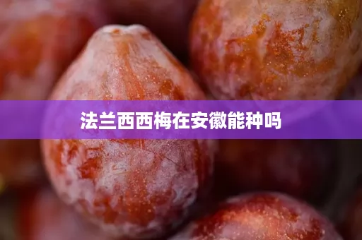 法兰西西梅在安徽能种吗