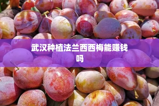 武汉种植法兰西西梅能赚钱吗