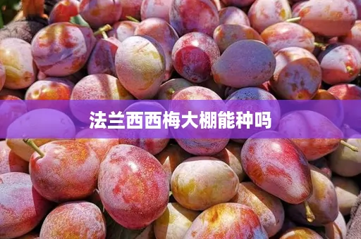 法兰西西梅大棚能种吗