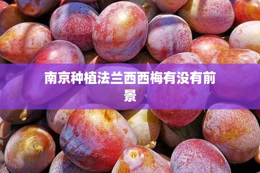 南京种植法兰西西梅有没有前景