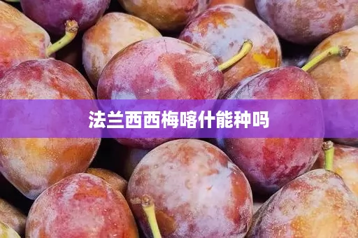 法兰西西梅喀什能种吗
